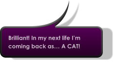 Brilliant! In my next life I’m coming back as… A CAT!