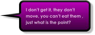 I don’t get it, they don’t move, you can’t eat them , just what is the point?