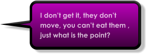 I don’t get it, they don’t move, you can’t eat them , just what is the point?
