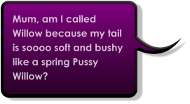 Mum, am I called Willow because my tail is soooo soft and bushy like a spring Pussy Willow?