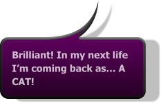 Brilliant! In my next life I’m coming back as… A CAT!